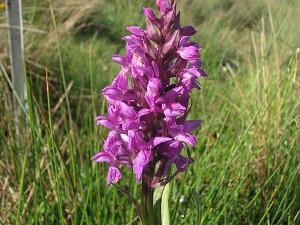 orchis majalis